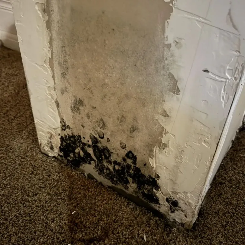 Professional Mold Removal in Lakewood, IL